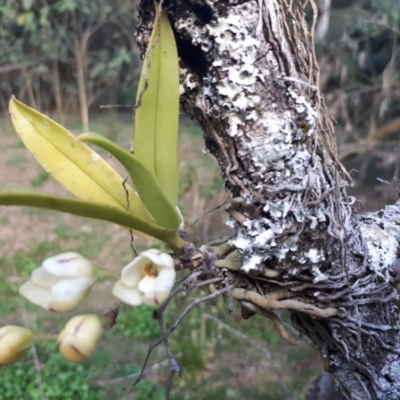 Sarcochilus falcatus (Orange Blossum Orchid) by GregThompson