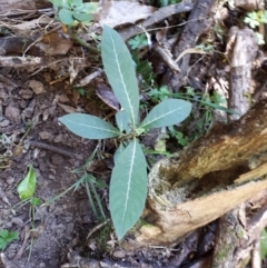 Psychotria loniceroides (Hairy Psychotria) at Upper Kangaroo Valley, NSW - 20 Aug 2018 by GregThompson