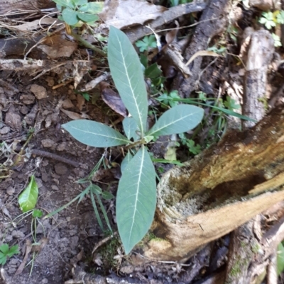 Psychotria loniceroides (Hairy Psychotria) at Upper Kangaroo Valley, NSW - 20 Aug 2018 by GregThompson