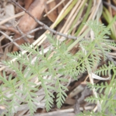 Oreomyrrhis eriopoda at Cotter River, ACT - 16 Nov 2018