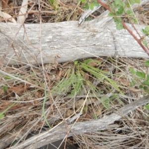 Oreomyrrhis eriopoda at Cotter River, ACT - 16 Nov 2018 02:55 PM