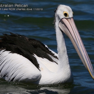 Pelecanus conspicillatus (Australian Pelican) at Burrill Lake, NSW - 24 Nov 2018 by CharlesDove