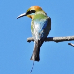 Merops ornatus (Rainbow Bee-eater) at Greenway, ACT - 2 Dec 2018 by JohnBundock