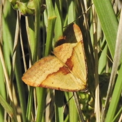 Anachloris subochraria (Golden Grass Carpet (Ennominae)) at Tuggeranong DC, ACT - 3 Dec 2018 by JohnBundock