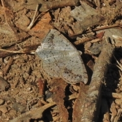 Taxeotis intextata (Looper Moth, Grey Taxeotis) at Greenway, ACT - 2 Dec 2018 by JohnBundock