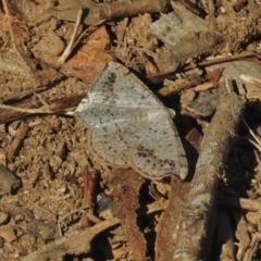 Taxeotis intextata (Looper Moth, Grey Taxeotis) at Greenway, ACT - 3 Dec 2018 by JohnBundock