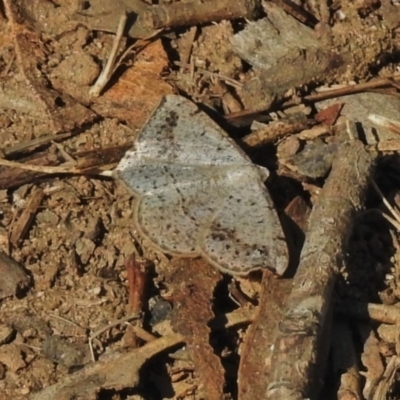 Taxeotis intextata (Looper Moth, Grey Taxeotis) at Greenway, ACT - 3 Dec 2018 by JohnBundock