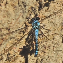 Diphlebia nymphoides (Arrowhead Rockmaster) at Tuggeranong DC, ACT - 2 Dec 2018 by JohnBundock