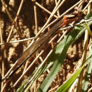 Nososticta solida at Greenway, ACT - 3 Dec 2018 10:24 AM