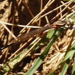 Nososticta solida at Greenway, ACT - 3 Dec 2018 10:24 AM