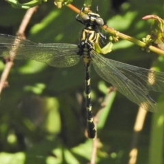 Hemigomphus heteroclytus (Stout Vicetail) at Tuggeranong DC, ACT - 2 Dec 2018 by JohnBundock