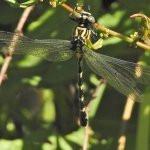 Hemigomphus heteroclytus at Tuggeranong DC, ACT - 3 Dec 2018