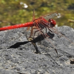 Diplacodes haematodes (Scarlet Percher) at Greenway, ACT - 3 Dec 2018 by JohnBundock