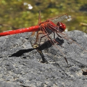 Diplacodes haematodes at Greenway, ACT - 3 Dec 2018