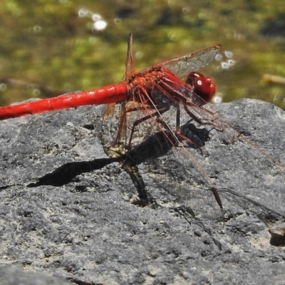 Diplacodes haematodes (Scarlet Percher) at Greenway, ACT - 3 Dec 2018 by JohnBundock
