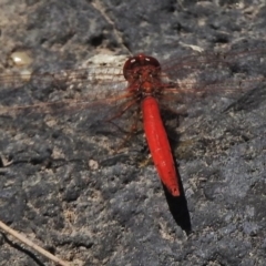 Diplacodes haematodes at Greenway, ACT - 3 Dec 2018