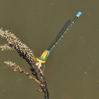 Pseudagrion aureofrons (Gold-fronted Riverdamsel) at Greenway, ACT - 3 Dec 2018 by JohnBundock