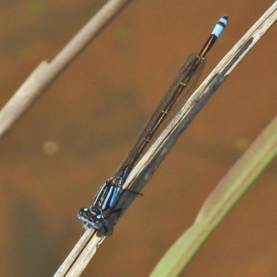 Ischnura heterosticta (Common Bluetail Damselfly) at Lake Tuggeranong - 3 Dec 2018 by JohnBundock