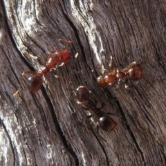 Papyrius nitidus (Shining Coconut Ant) - 1 Jan 1900 by RobParnell
