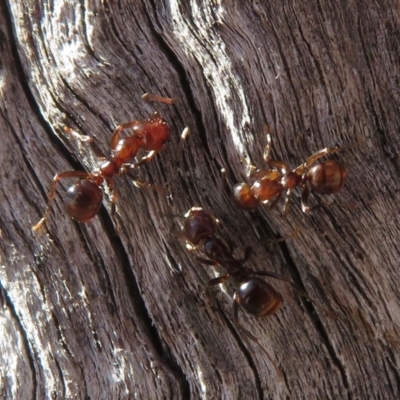 Papyrius nitidus (Shining Coconut Ant) - 1 Jan 1900 by RobParnell