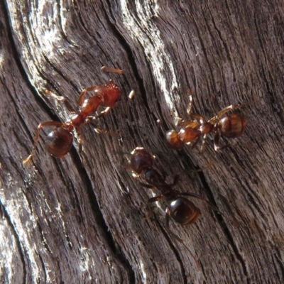 Papyrius nitidus (Shining Coconut Ant) at Hughes, ACT - 3 Dec 2018 by RobParnell