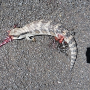 Tiliqua scincoides scincoides at Narrabundah, ACT - 3 Dec 2018