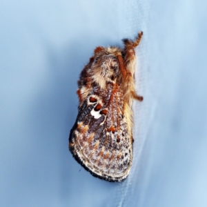 Pseudanapaea (genus) at O'Connor, ACT - 2 Dec 2018