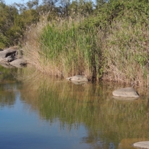 Phragmites australis at Tennent, ACT - 1 Dec 2018