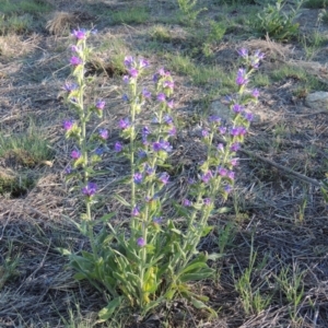 Echium vulgare at Tharwa, ACT - 1 Dec 2018