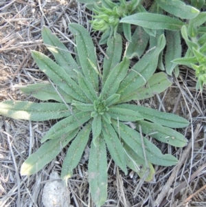 Echium vulgare at Tharwa, ACT - 1 Dec 2018