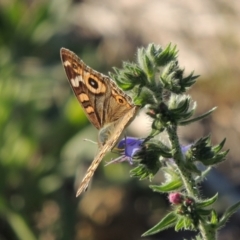 Junonia villida (Meadow Argus) at Tennent, ACT - 1 Dec 2018 by michaelb