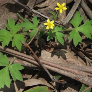 Ranunculus scapiger at Forbes Creek, NSW - 2 Dec 2018