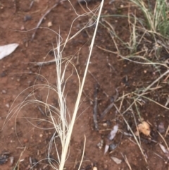 Austrostipa scabra (Corkscrew Grass, Slender Speargrass) at Griffith, ACT - 22 Nov 2018 by AlexKirk