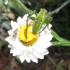 Chlorodectes montanus (Montane green shield back katydid) at ANBG - 1 Dec 2018 by RobParnell