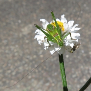 Chlorodectes montanus at Acton, ACT - 1 Dec 2018