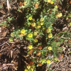 Trifolium campestre (Hop Clover) at Griffith, ACT - 8 Nov 2018 by AlexKirk