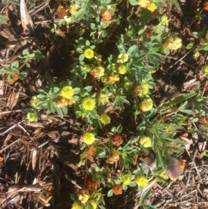 Trifolium campestre at Griffith, ACT - 8 Nov 2018