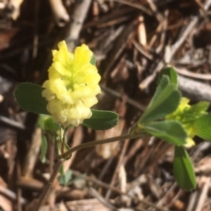 Trifolium campestre at Griffith, ACT - 8 Nov 2018 09:26 AM