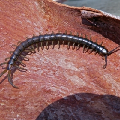 Cormocephalus sp.(genus) (Scolopendrid Centipede) at Tidbinbilla Nature Reserve - 2 Dec 2018 by RodDeb