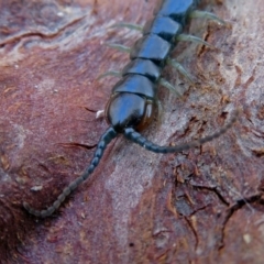 Cormocephalus sp.(genus) at Paddys River, ACT - 3 Dec 2018 10:50 AM