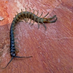 Cormocephalus sp.(genus) at Paddys River, ACT - 3 Dec 2018 10:50 AM