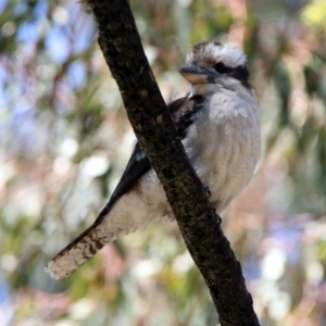 Dacelo novaeguineae at Paddys River, ACT - 3 Dec 2018