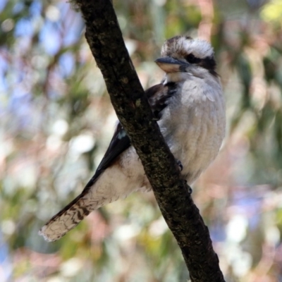 Dacelo novaeguineae (Laughing Kookaburra) at Paddys River, ACT - 3 Dec 2018 by RodDeb