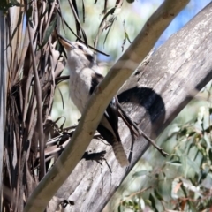 Dacelo novaeguineae at Paddys River, ACT - 3 Dec 2018