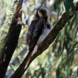 Dacelo novaeguineae at Paddys River, ACT - 3 Dec 2018