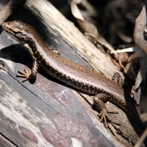 Eulamprus heatwolei at Paddys River, ACT - 3 Dec 2018