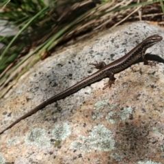 Eulamprus heatwolei at Paddys River, ACT - 3 Dec 2018