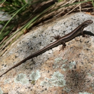 Eulamprus heatwolei at Paddys River, ACT - 3 Dec 2018 11:07 AM