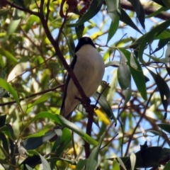 Myiagra inquieta at Paddys River, ACT - 3 Dec 2018