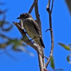 Pachycephala pectoralis at Paddys River, ACT - 3 Dec 2018